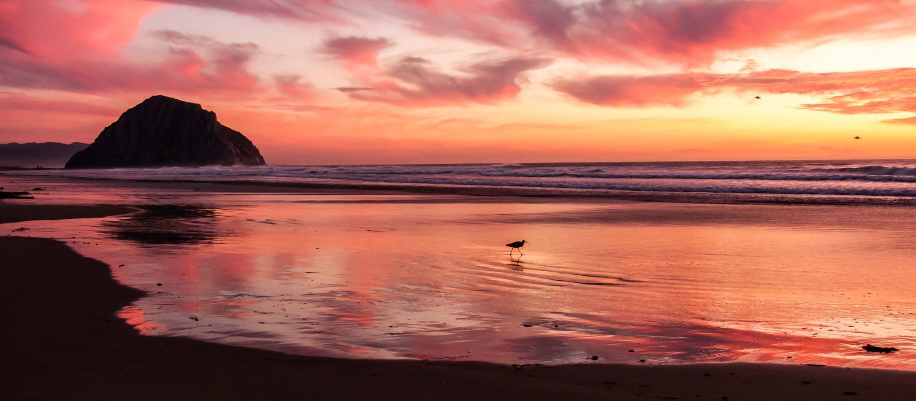 Ave caminando junto al mar en calma al atardecer