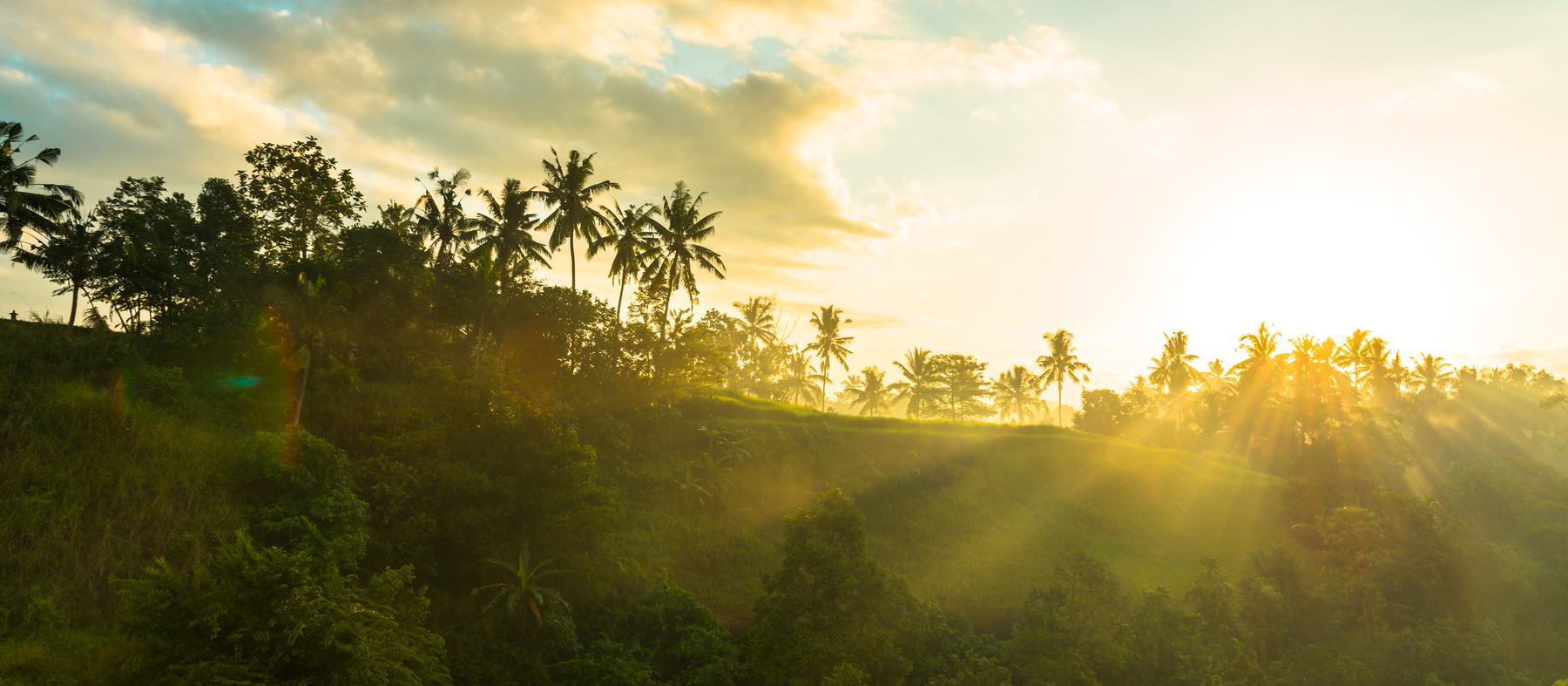 Amanecer sobre la selva